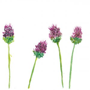 alliums